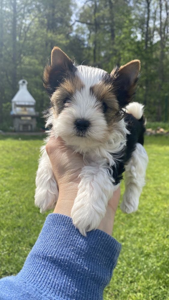 Biewer Yorkshire Terrier