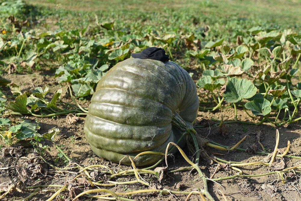 Dynia Olbrzymia - 237kg 169kg 136kg - Zestaw Nasion Dla Początkujących