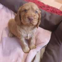 Cocker spaniel angielski Piesek