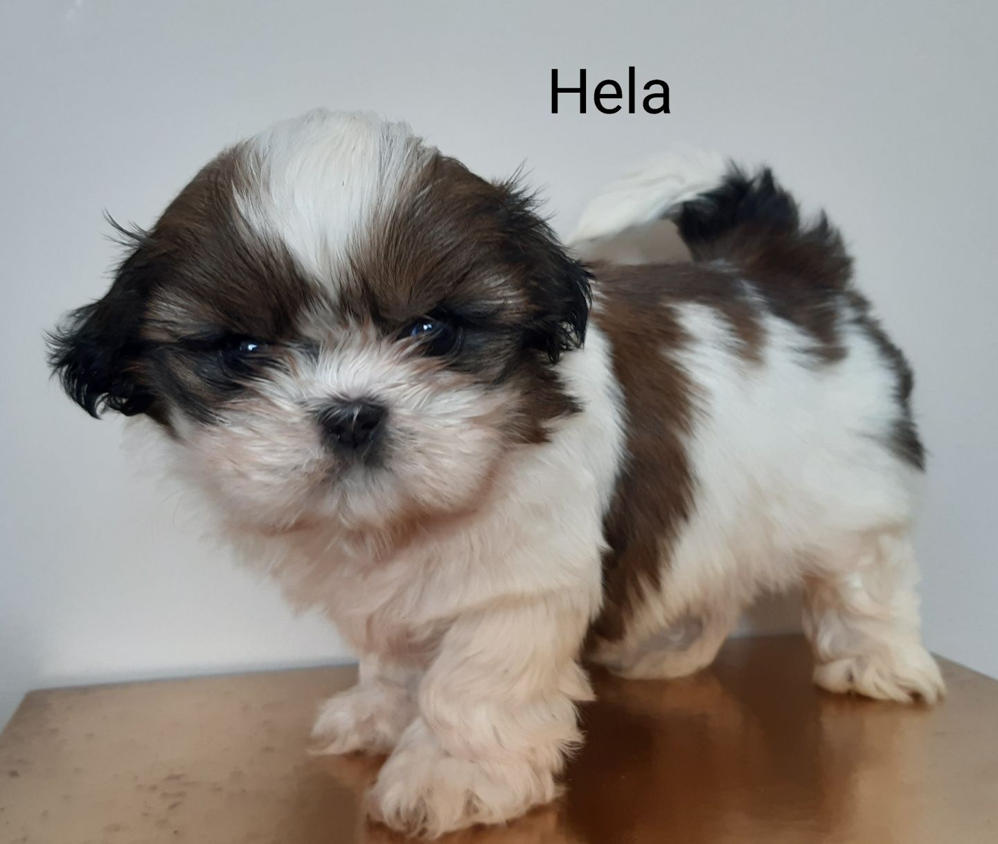 Shih-tzu  suczka Hela Green House