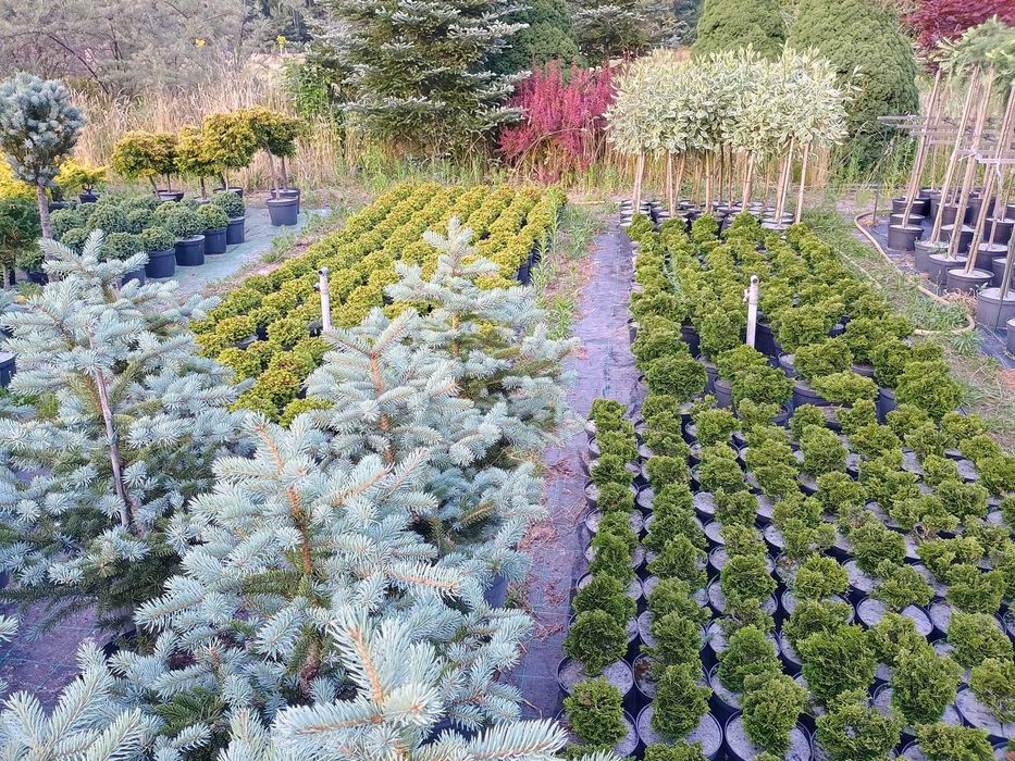 cyprys, berberys, różanecznik, azalia, rododendron, magnolia, tuja