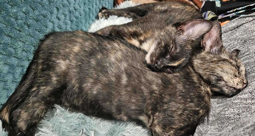 Cudowne Fauna i Flora polecają się do adopcji.