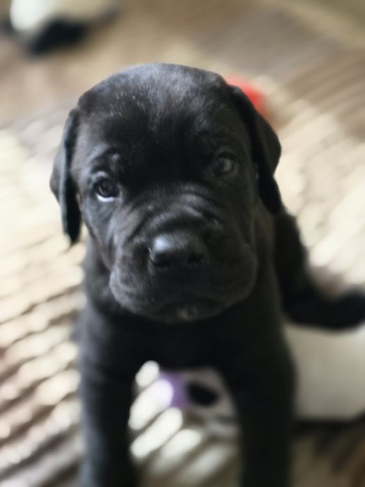 Щенки Кане Корсо КСУ/FCI