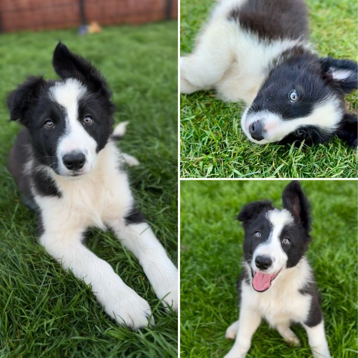 Szczeniak Border Collie