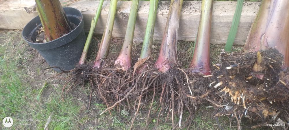 Musa basjoo - banan japoński. Może zimować w ogrodzie.