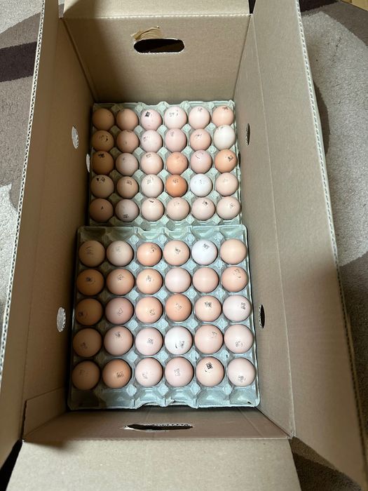 Яйця інкубаційні бройлера