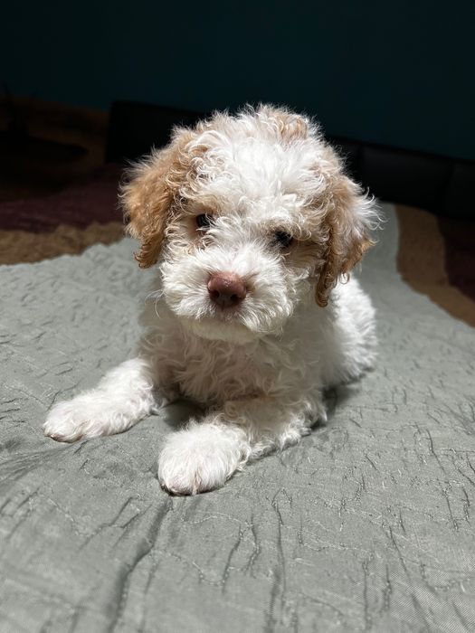 Lagotto Romagnolo dziewczynka