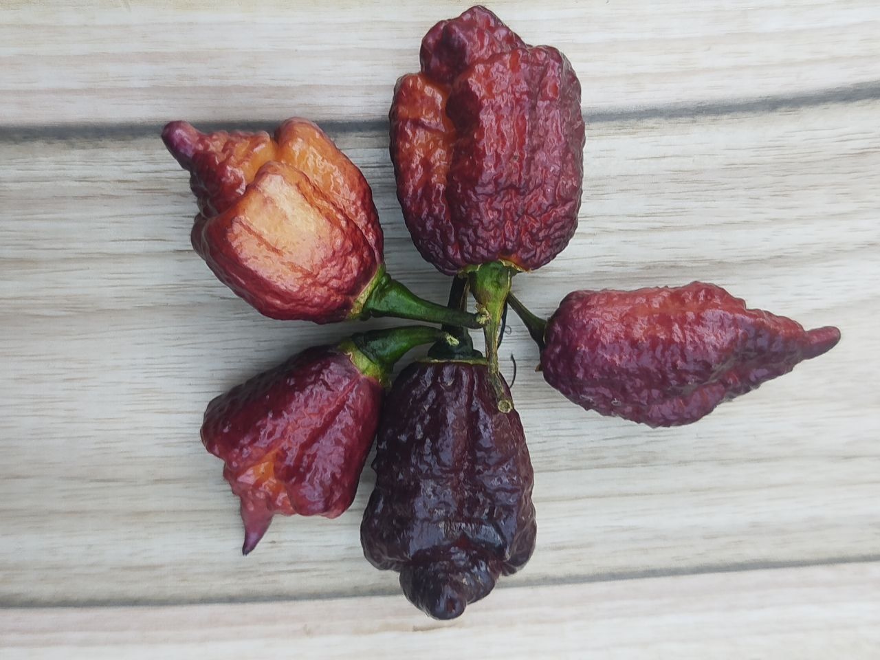 Насіння гострого перцю. Кароліна ріпер, Carolina Reaper