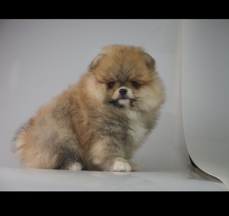 Suczka POMERANIAN FCI Szpic miniaturowy