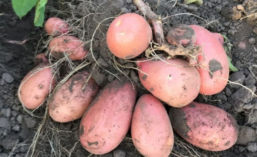 Насінєва картопля Дельфіне і рев'єра ( 2 - репродук) насінева, картоф