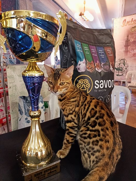 Бенгальські котики, WCF