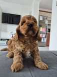 Piesek Cavapoo f1 Cavalier & Pudel