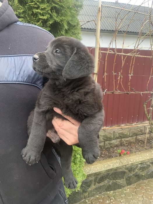 Продам цуценят Лабрадорів