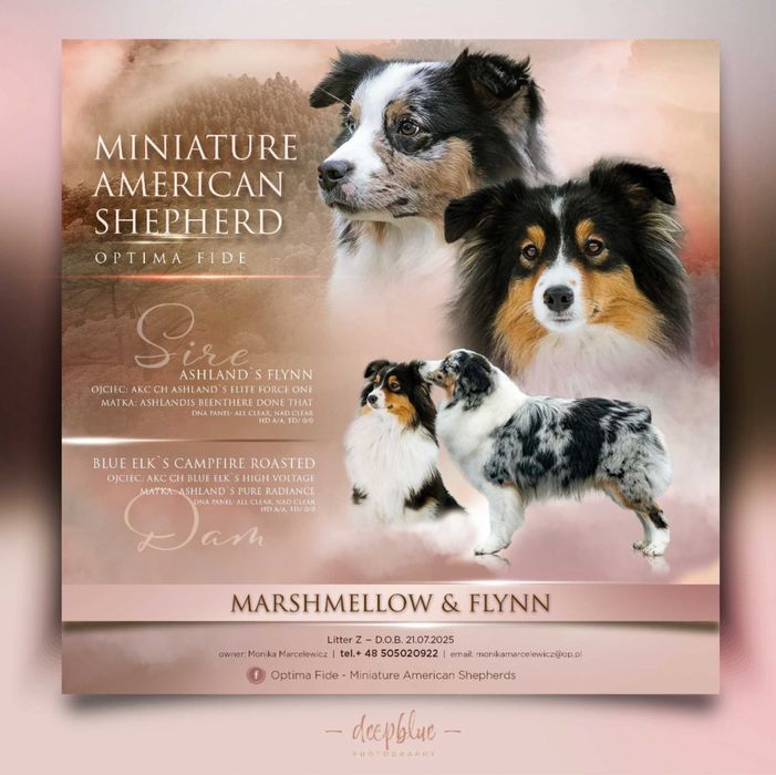 Miniaturowy Owczarek Amerykański- MAS- Chłopiec