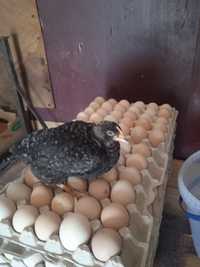 Інкубаційне яйце Чеського Домінанта