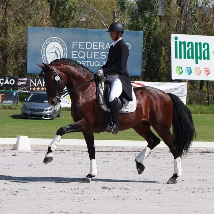 Garanhão lusitano pontuado