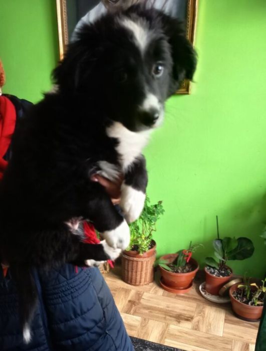 Oddam za darmo piesek 2 miesiące