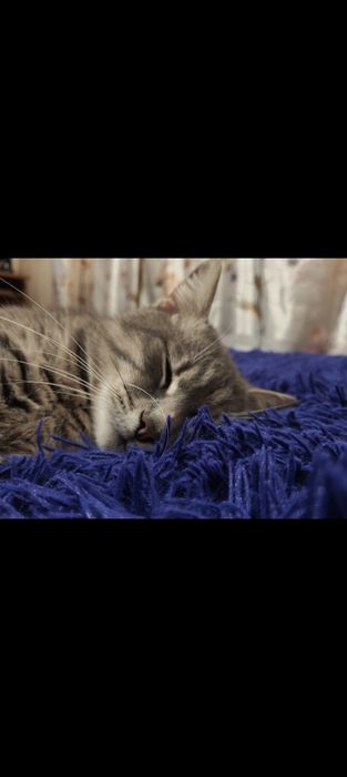 Пропал кот, Поселок горького Таромское Ул. Институтская