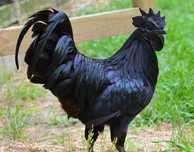 Kury Ayam Camani- jajka lęgowe
