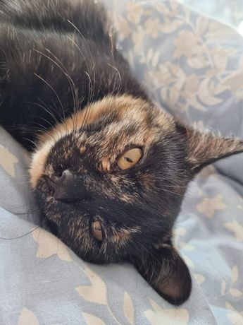 Piekna koteczka do adopcji