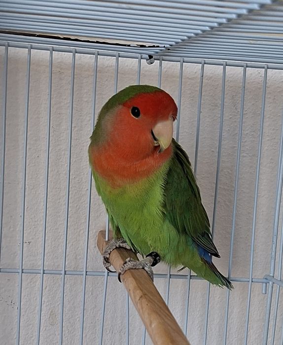 Agapornis roseicollis longfeather