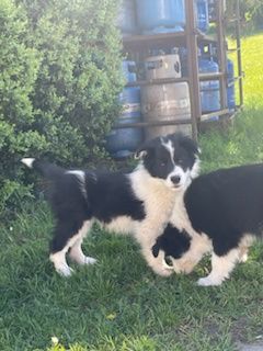 Border collie piesek szczeniak