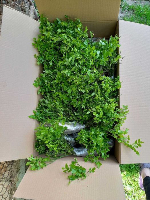 Саджанці чорниці, брусниці, малини, фундука.