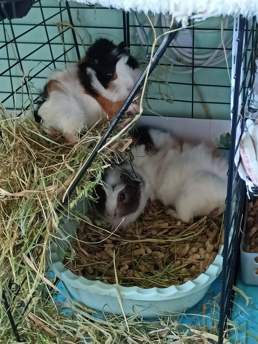 Oddam za darmo trzy świnki morskie