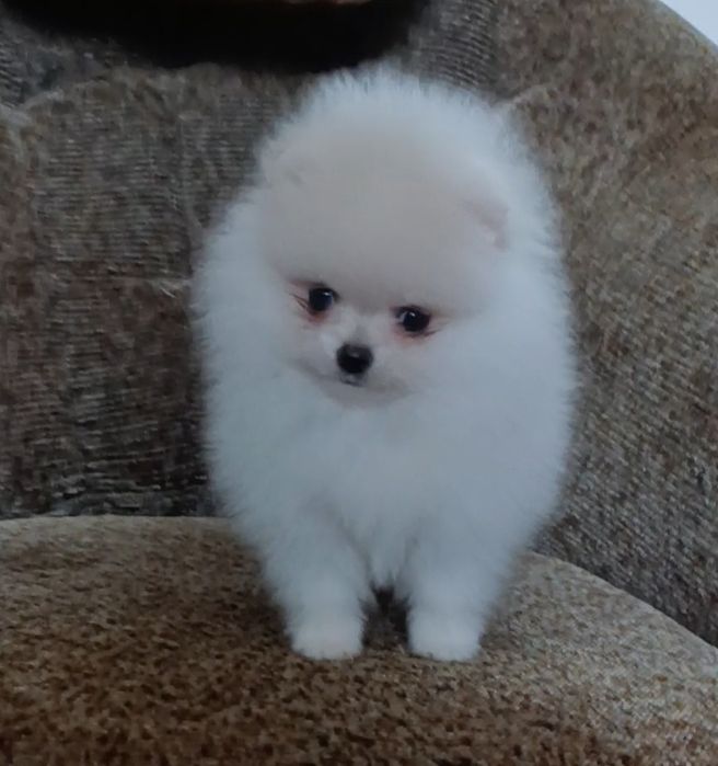 Міні хлопчик пом шпіц