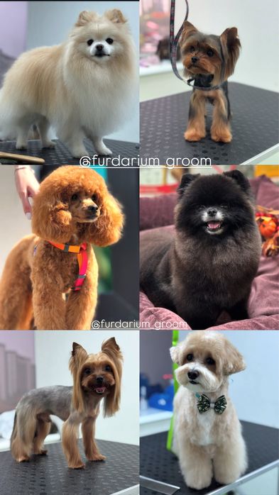 ГРУМІНГ для ваших улюбленців