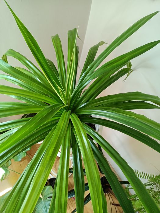 Egzotyczny kwiat domowy pandan pandanus