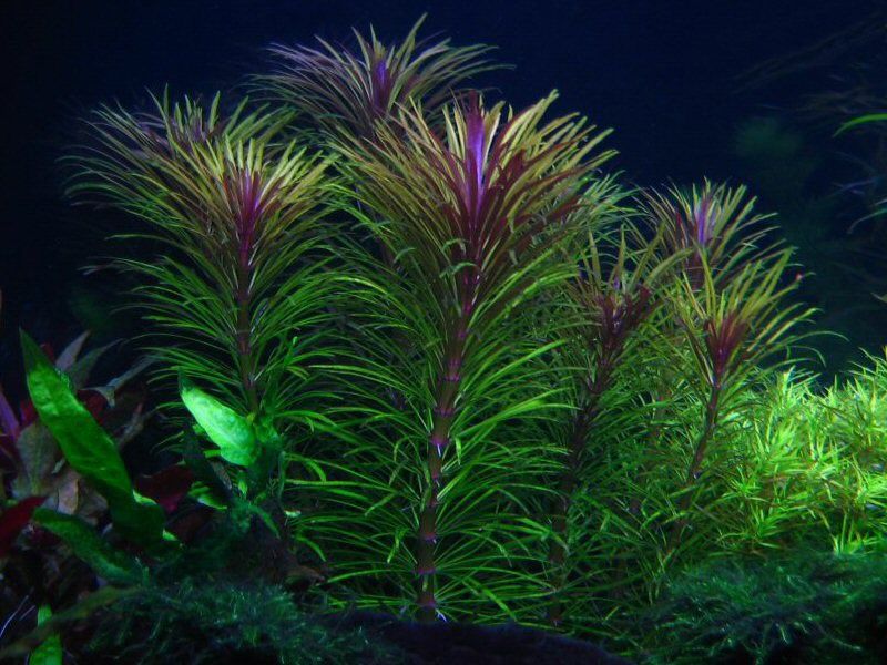 Roślina akwariowa Eustralis Pogostemon stellata