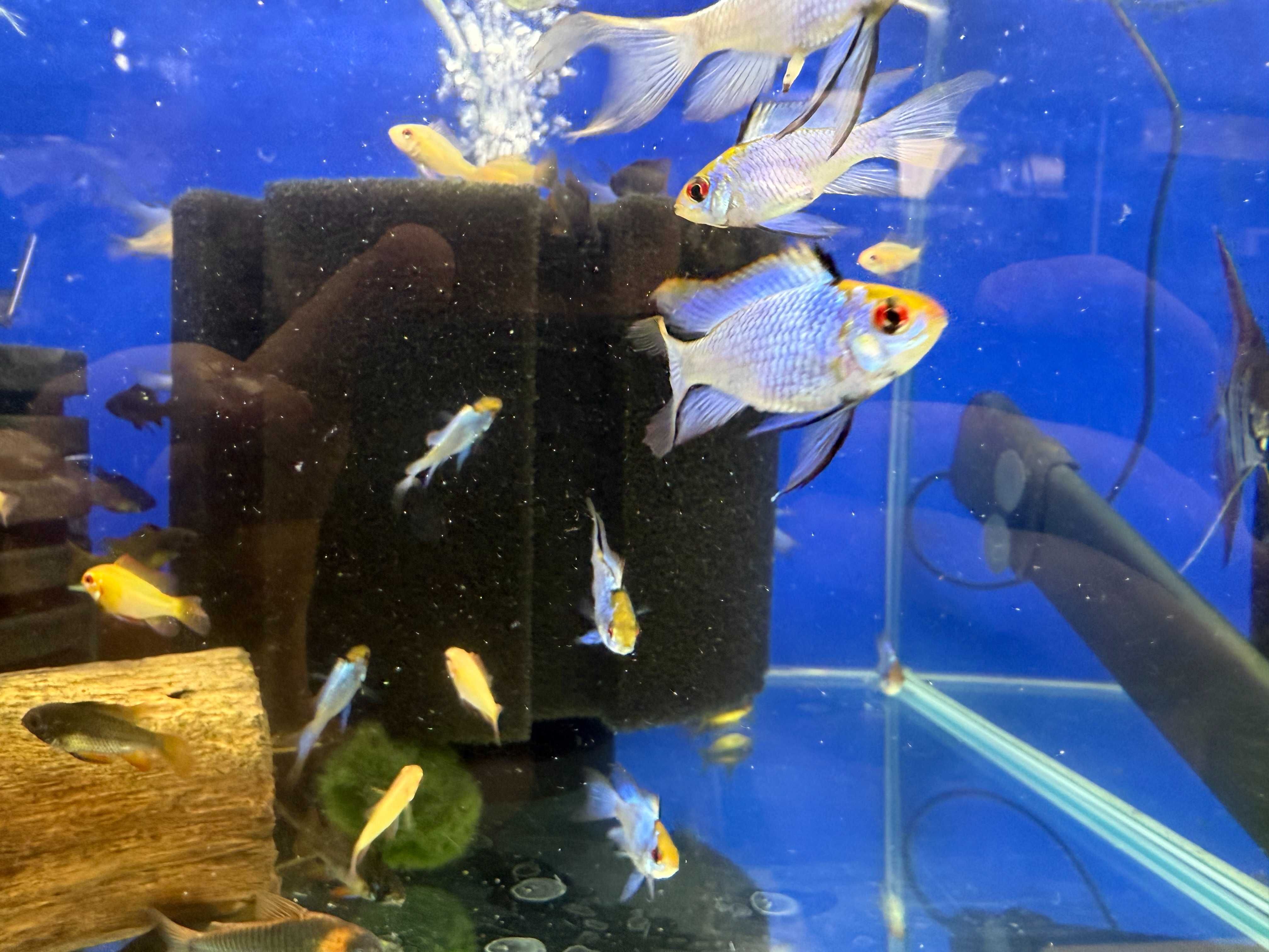 Ramireza Electric Blue