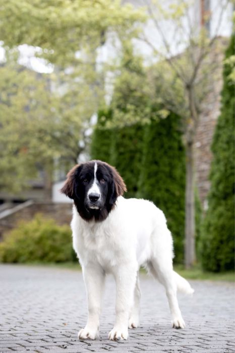 Szczenię rasy Landseer