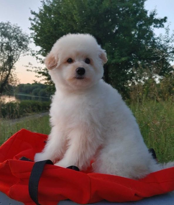 Сладкий и милый щенок шпиц*пу после вакцинации