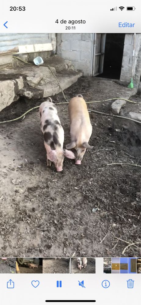 Porcos para recria