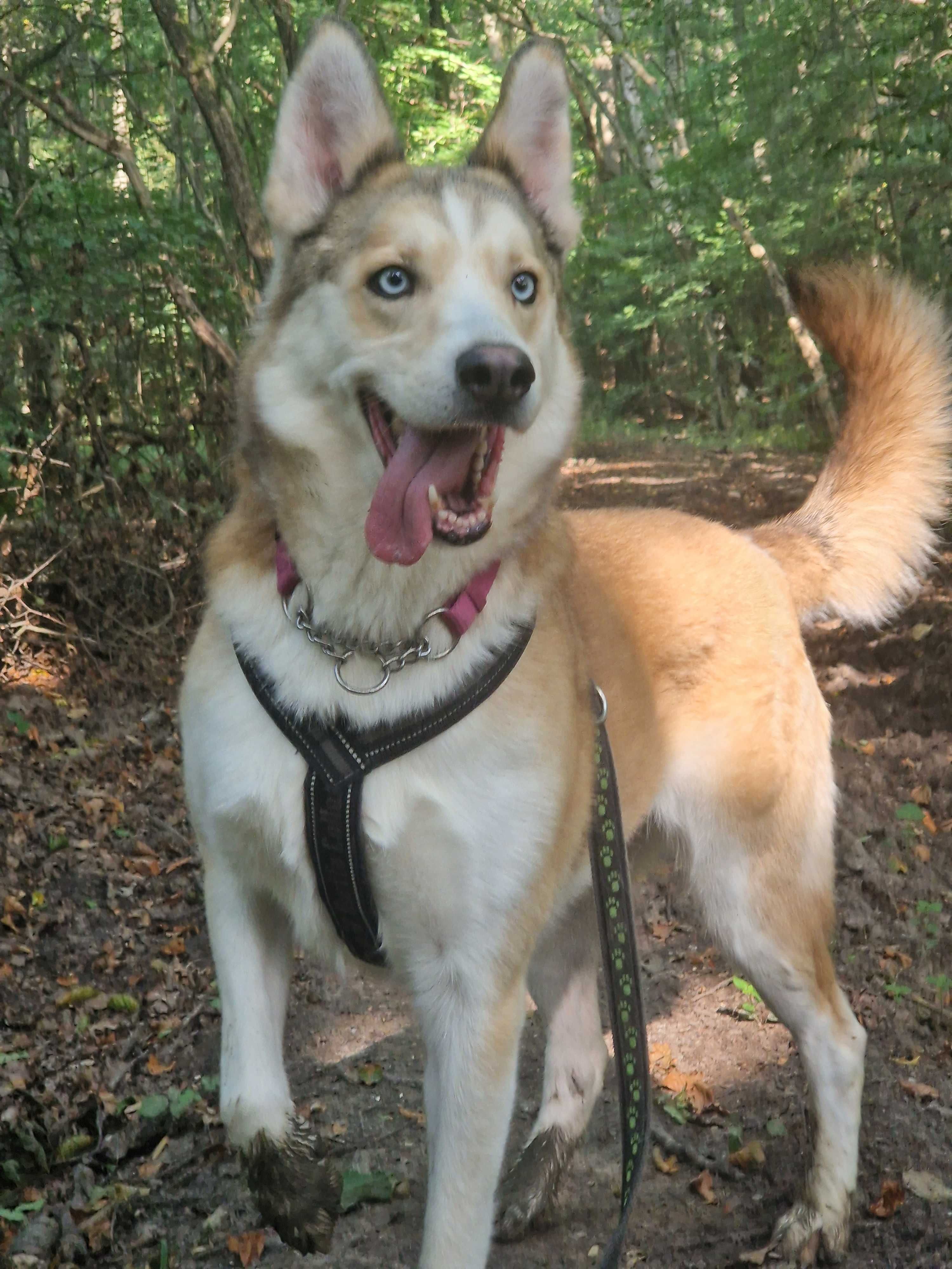 Suzi - Piękna suczka w typie husky