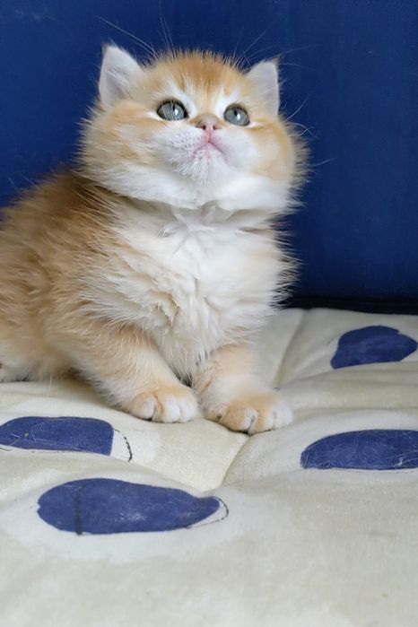 Золотая шиншила Мальчик