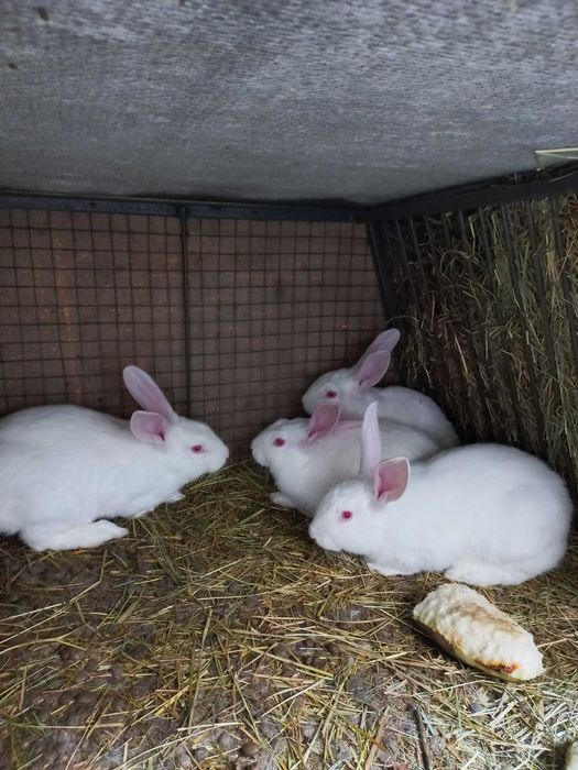 Продам кролі Полтавське срібло самки і самці