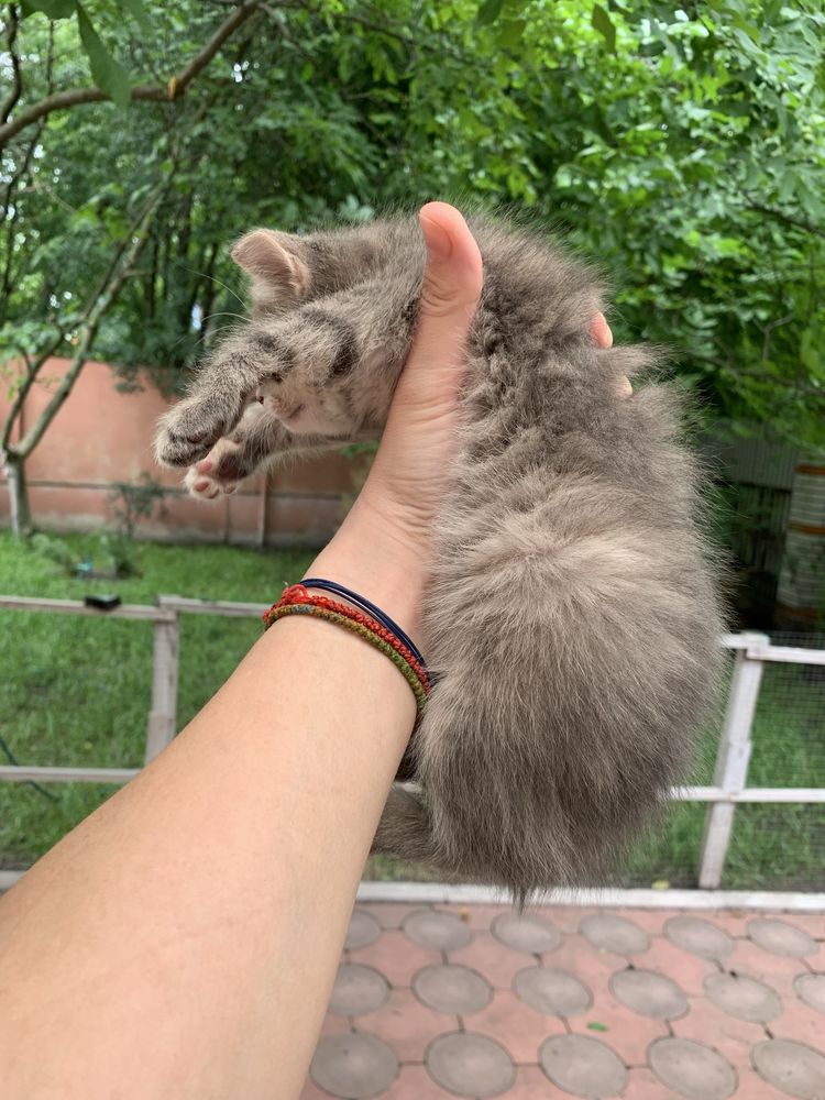 Сіре кошеня в добрі руки