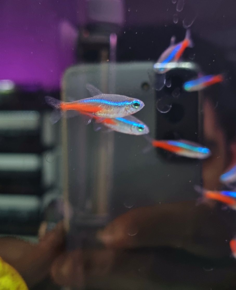 Neon innesa/neonek