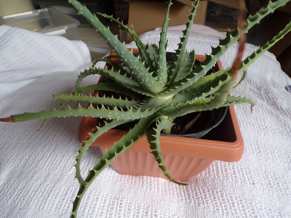 Sadzonka cytryny w doniczce mango awokado