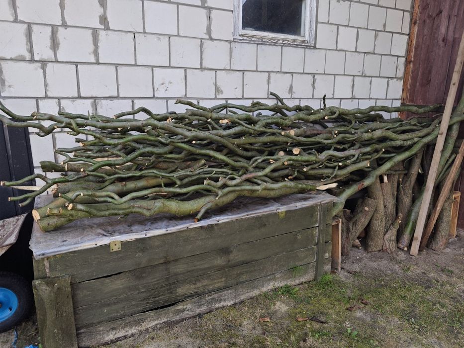 Wierzba mandżurska gałęzie