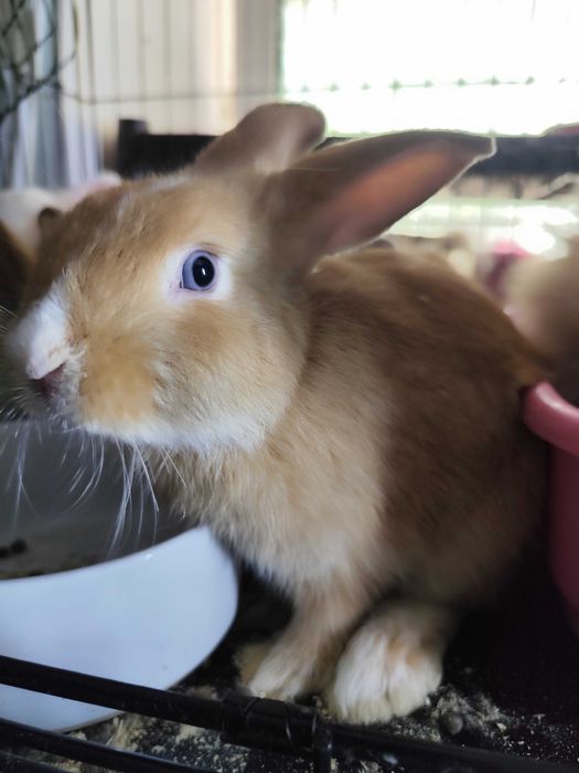 Кролик Декоративный