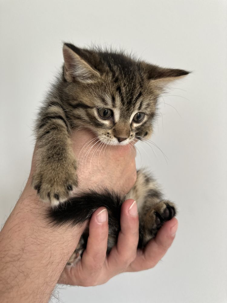 Котята кошенята в добрые руки