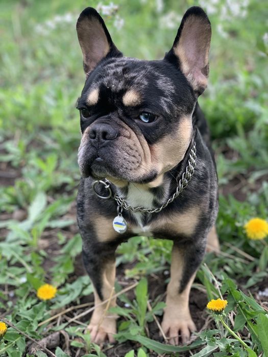 Вязка французский бульдог