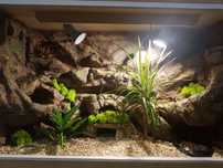 Terrarium + dwa gekony