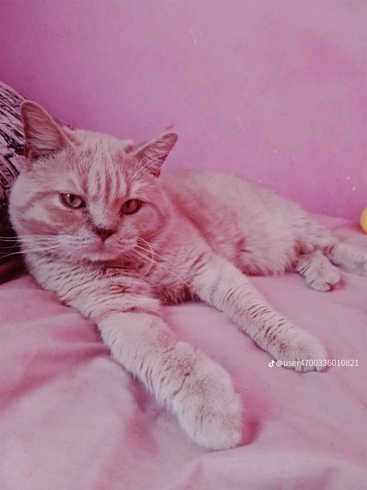 Котик шукає кішку для в'язки