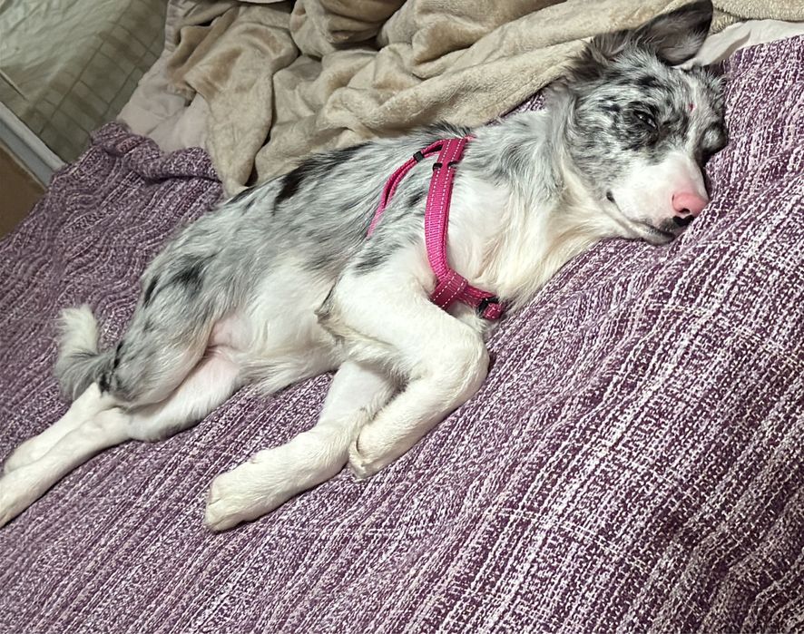 Border Collie Merle 4 meses