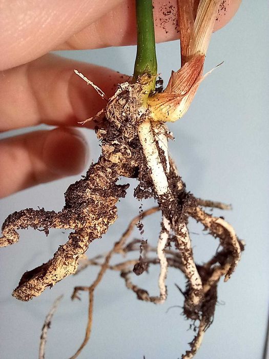 Вазон Аспідістра (Аспидистра), азійська конвалія